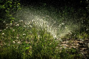 Pollen